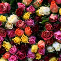 Dzień Kobiet w Krakowie